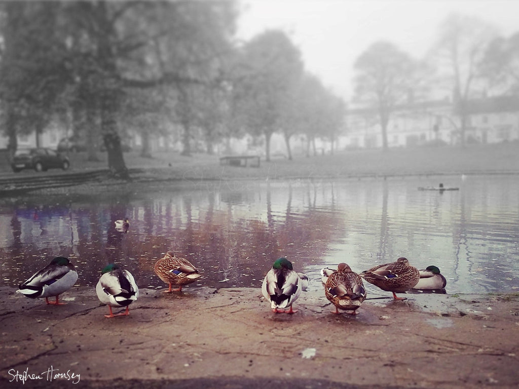 Snoozing Ducks