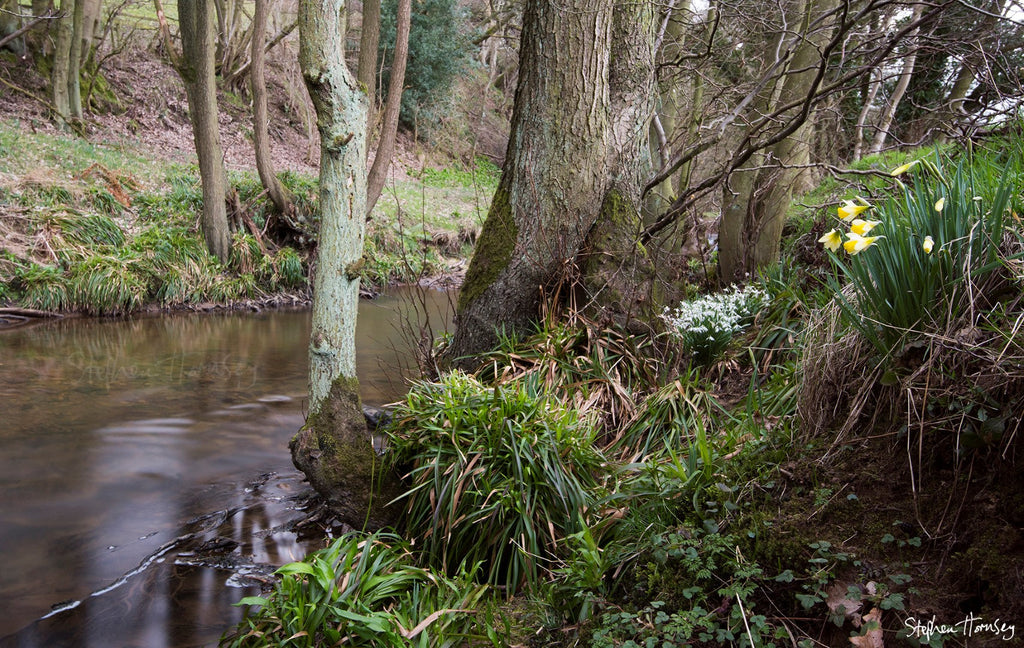By the River Dove
