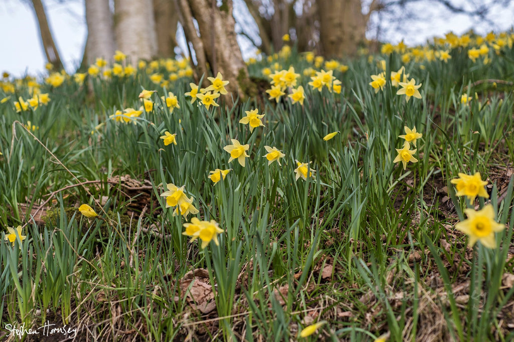 Spring at Farndale
