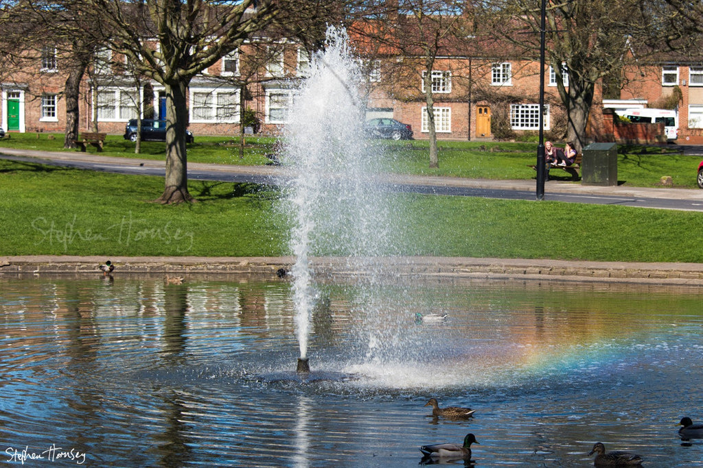 The Duck Pond