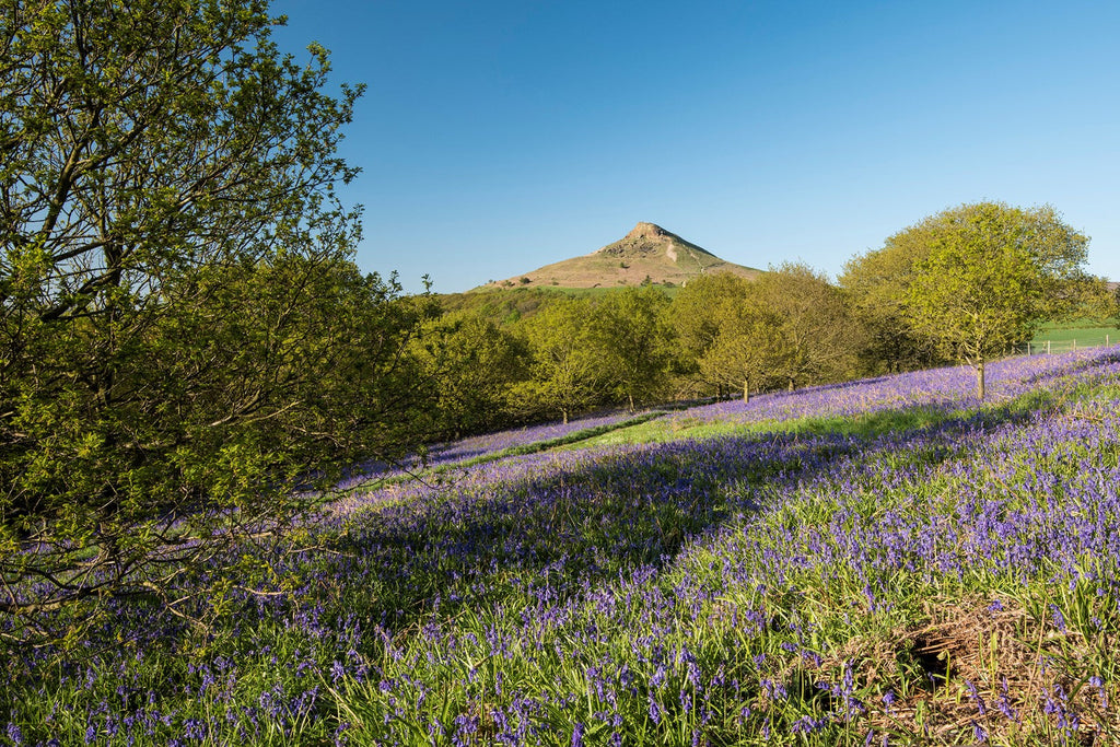 Bluebell Wood