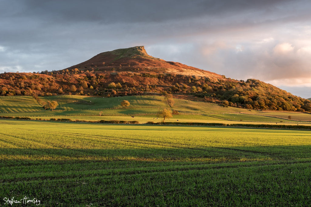Roseberry Glow