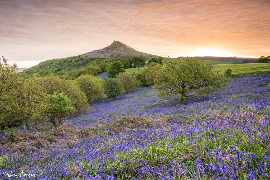 Bluebell Dawn