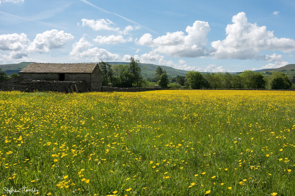 Wildflowers in The Dales