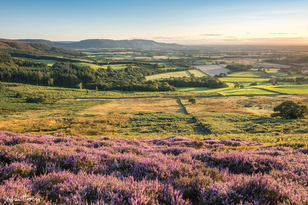 Warren Moor
