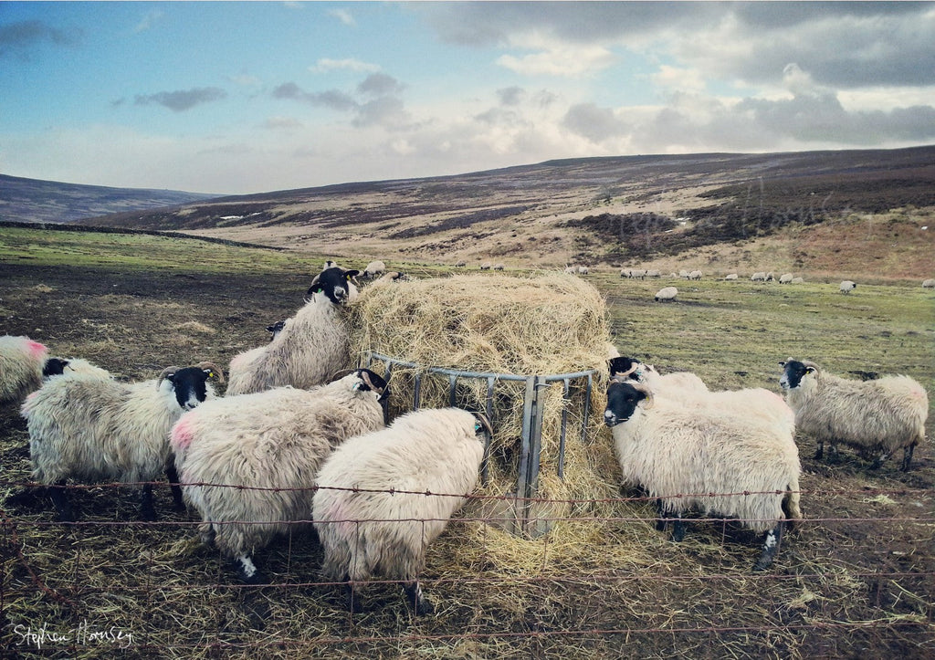 Feeding Time on the Moors