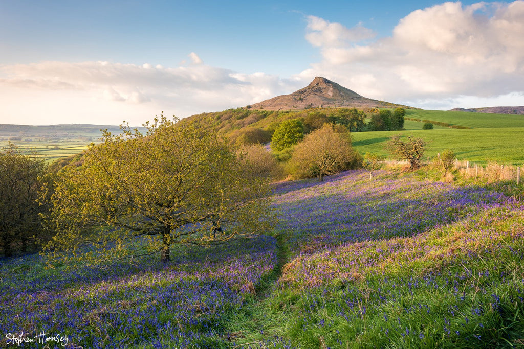 Roseberry Bluebells (2019)