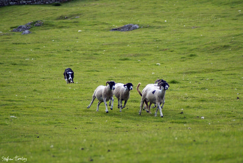 The Chase