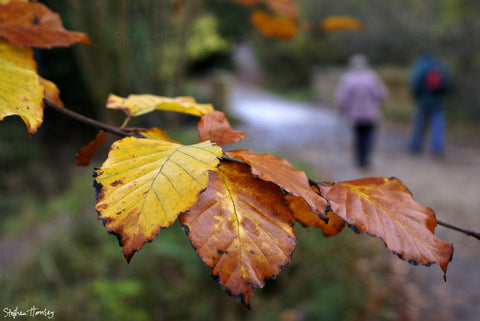An Autumn Stroll