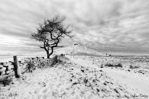 The Lonely Tree