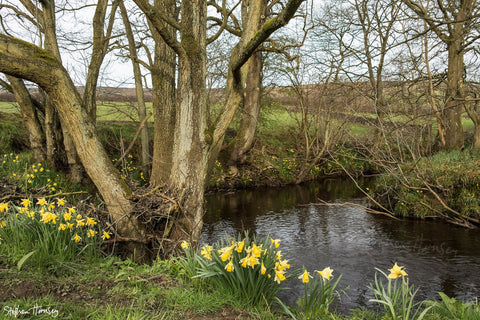Daffodils at Farndale
