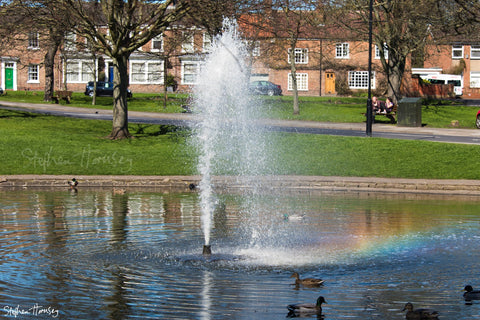 The Duck Pond