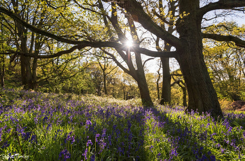 An Evening in Newton Wood