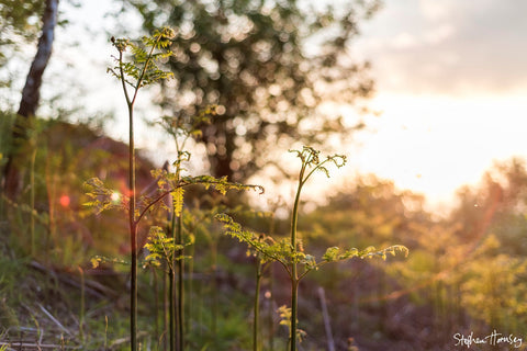 Summer Fern