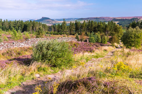 Morning on Easby Moor