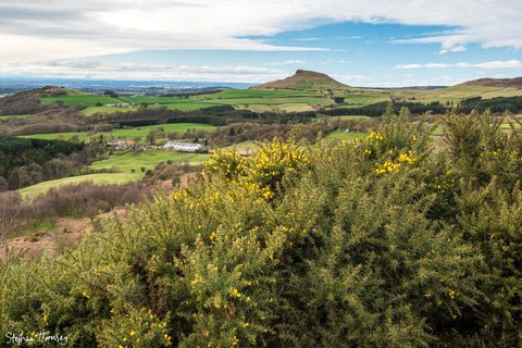 Roseberry Gorse