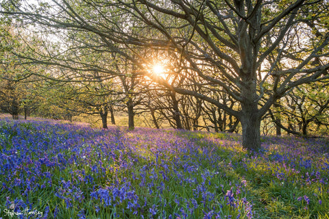 Newton Bluebells