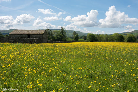Wildflowers in The Dales