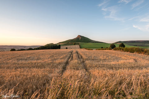 Golden Fields