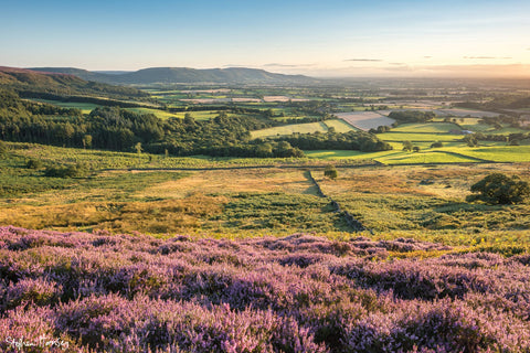 Warren Moor
