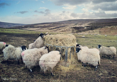 Feeding Time on the Moors