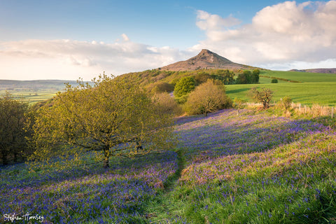 Roseberry Bluebells (2019)